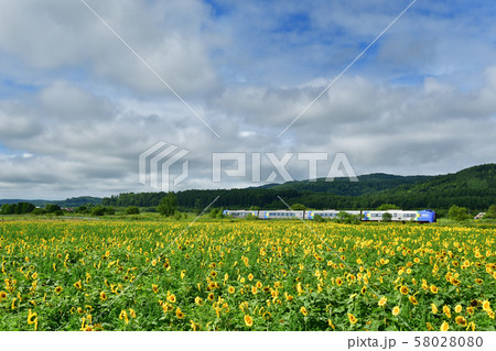ひまわりとキハ261系の特急列車 58028080