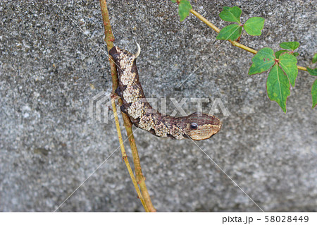 ビロードスズメガの幼虫 58028449