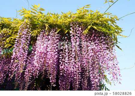 青空と藤棚 青空と藤棚 58028826