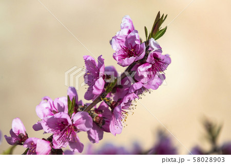A branch of a blossoming cherry is shot close-up. A branch of a blossoming cherry is shot close-up. 58028903