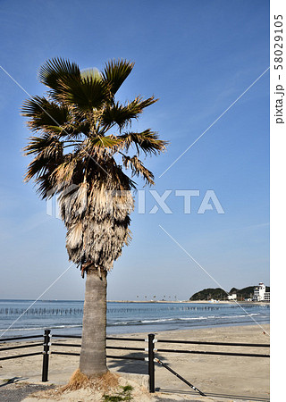 内海海岸海水浴場とヤシの木 内海海岸海水浴場とヤシの木 58029105