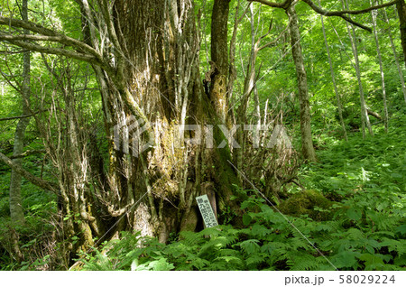 大カツラ　山形県　鮭川村 58029224