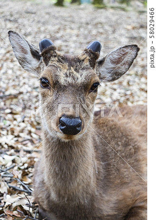 奈良公園の鹿 58029466