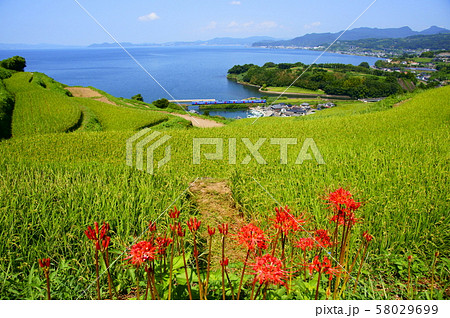 秋の気配、大村湾の棚田とシーサイドライナー 58029699