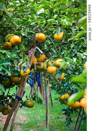 Landscape of mandarin garden in Mekong delta, Vietnam. Royalty high quality stock image of fruit and farm. Landscape of mandarin garden in Mekong delta, Vietnam. Royalty high quality stock image of fruit and farm. 58029998