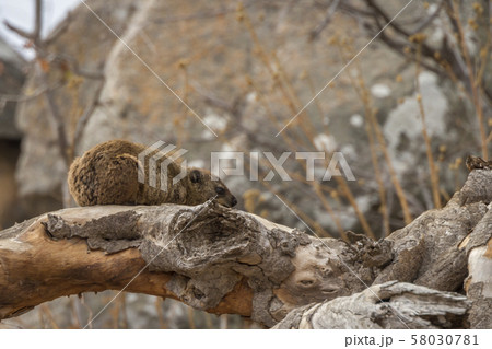 Rock hyrax in Kruger National park, South Africa 58030781