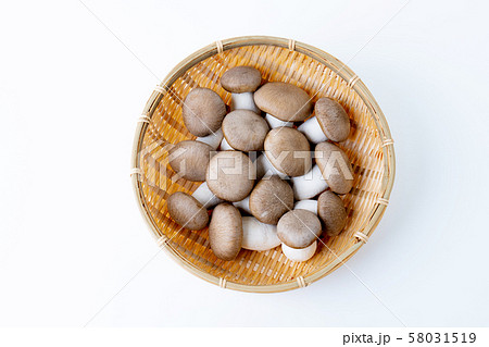 大黒本しめじ 58031519