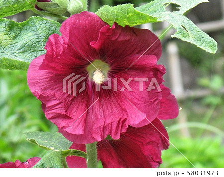 軸を立てたような茎に下から上えと順次柔らかな花を咲かせます 58031973