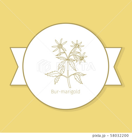 Bur-marigold medicine plant yellow label Bur-marigold medicine plant yellow label 58032200