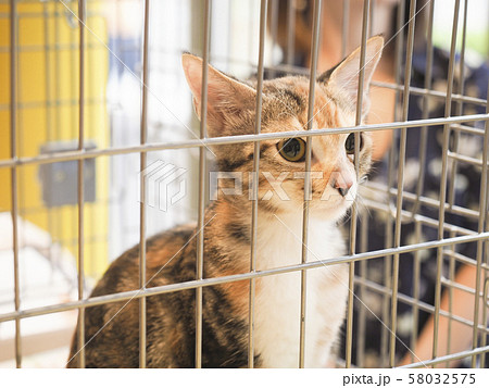 ケージに入った保護猫 58032575