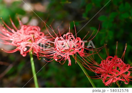 彼岸花 彼岸花 58032576