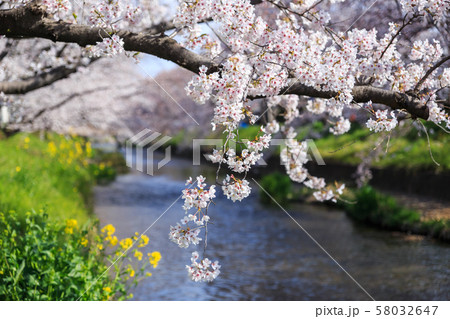 五条川の桜　愛知県 58032647