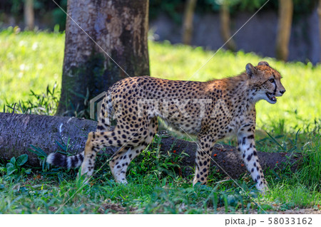 チーターの子ども,多摩動物公園 チーターの子ども,多摩動物公園 58033162