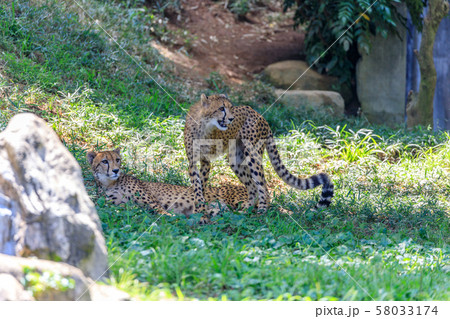チーターの子ども,多摩動物公園 チーターの子ども,多摩動物公園 58033174