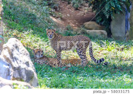 チーターの子ども,多摩動物公園 チーターの子ども,多摩動物公園 58033175