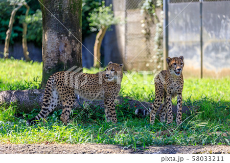 チーターの子ども,多摩動物公園 58033211