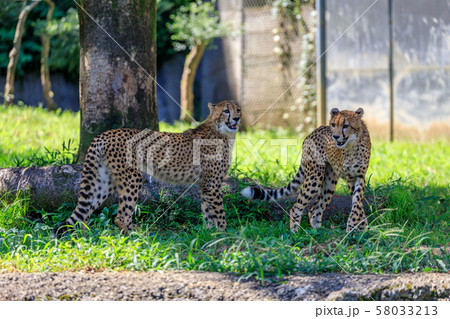 チーターの子ども,多摩動物公園 58033213