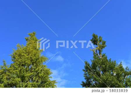 青空へ伸びる樹木 58033839
