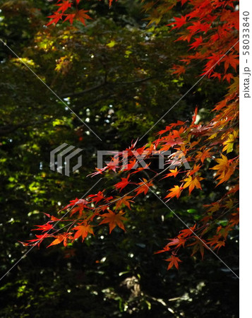 秋　紅葉　もみじ 58033840