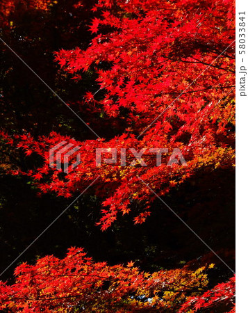 秋 紅葉 もみじ 秋 紅葉 もみじ 58033841
