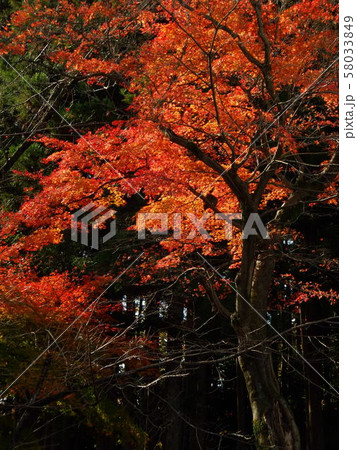 秋 紅葉 もみじ 秋 紅葉 もみじ 58033849
