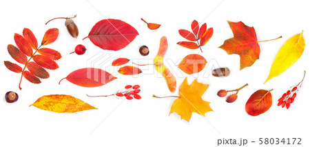 Autumn background. Colorful fall leaves isolated 58034172