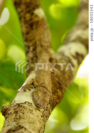 leaf-tailed gecko, Uroplatus fimbriatus, leaf-tailed gecko, Uroplatus fimbriatus, 58035343