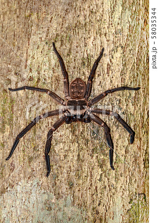 giant huntsman spider on tree Madagascar 58035344