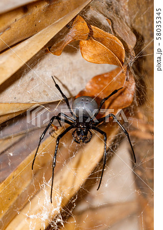 giant white spider Nephilengys livida Madagascar 58035345