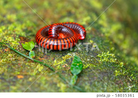 Rainforest millipede Madagascar wildlife and 58035361