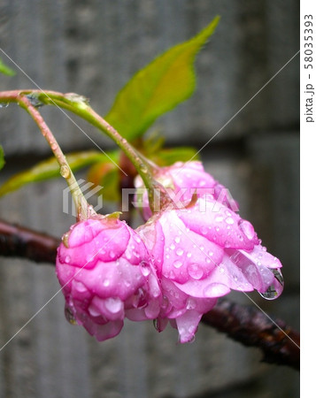 福禄寿 福禄寿 58035393