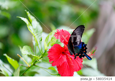 カラスアゲハ (Crow Swallowtail Butterfly) 多摩動物公園 昆虫園にて 58035414