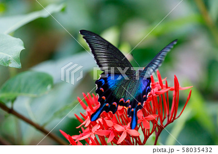 カラスアゲハ (Crow Swallowtail Butterfly) 多摩動物公園 昆虫園にて カラスアゲハ (Crow Swallowtail Butterfly) 多摩動物公園 昆虫園にて 58035432