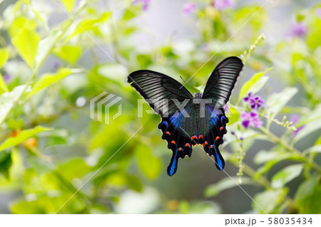 カラスアゲハ (Crow Swallowtail Butterfly) 多摩動物公園 昆虫園にて カラスアゲハ (Crow Swallowtail Butterfly) 多摩動物公園 昆虫園にて 58035434