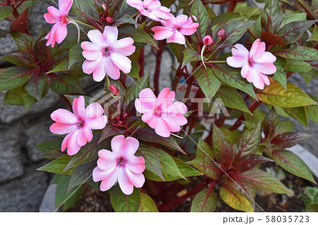 サンパチェンス 58035723