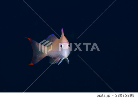 ケラマハナダイの幼魚 58035899
