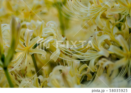 秋の花、彼岸花(リコリス) 秋の花、彼岸花(リコリス) 58035925