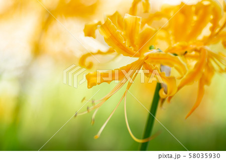 秋の花、彼岸花(リコリス) 秋の花、彼岸花(リコリス) 58035930