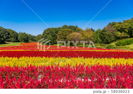 国営武蔵丘陵森林公園 羽毛ケイトウ 58036023