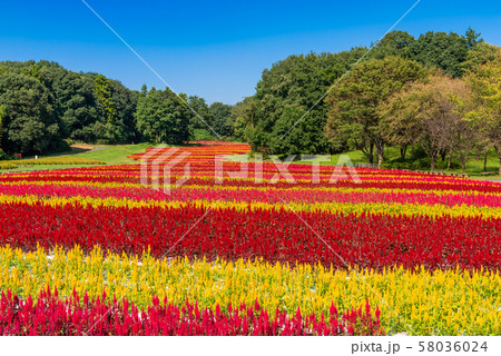 国営武蔵丘陵森林公園 羽毛ケイトウ 58036024