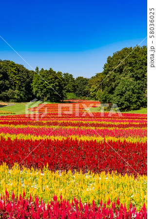 国営武蔵丘陵森林公園 羽毛ケイトウ 58036025