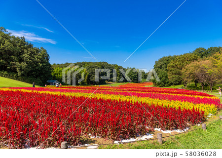 国営武蔵丘陵森林公園 羽毛ケイトウ 58036028