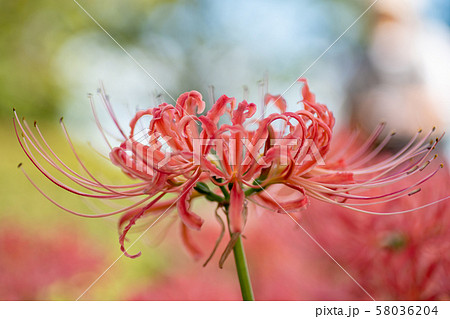 彼岸花 秋の花 リコリス 彼岸花 秋の花 リコリス 58036204