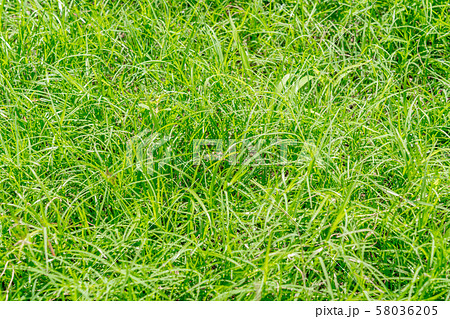 草むらの写真素材