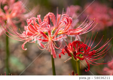 彼岸花　秋の花　リコリス 58036211