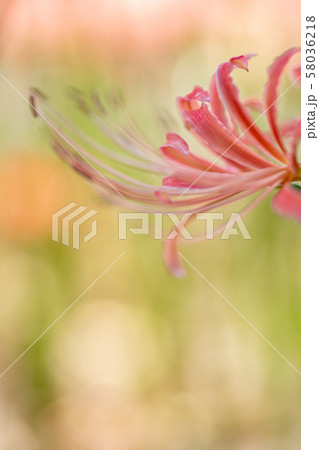 彼岸花 ピンク 秋の花 リコリスの写真素材