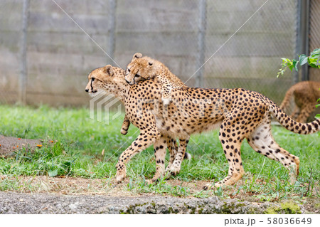チーターの子ども,多摩動物公園 チーターの子ども,多摩動物公園 58036649