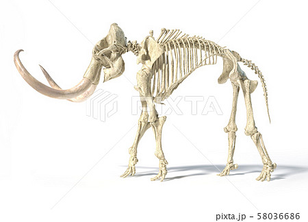 Woolly mammoth skeleton, realistic 3d 58036686