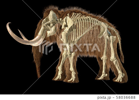 Woolly mammoth with skeleton superimposed, viewed 58036688