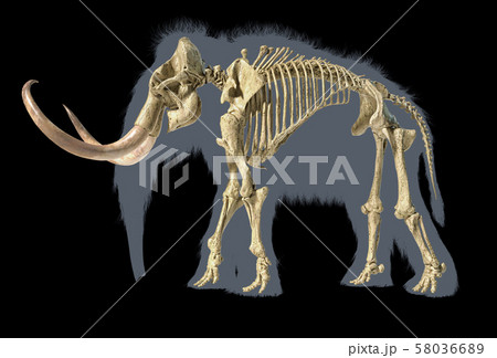 Woolly mammoth skeleton, realistic 3d 58036689